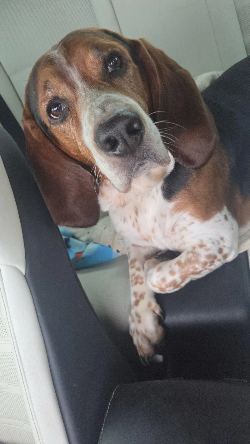 Toby thumbnail 2