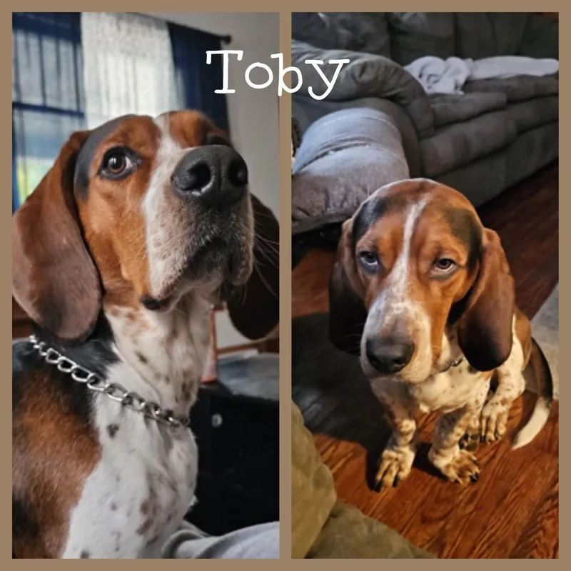 Toby thumbnail 3
