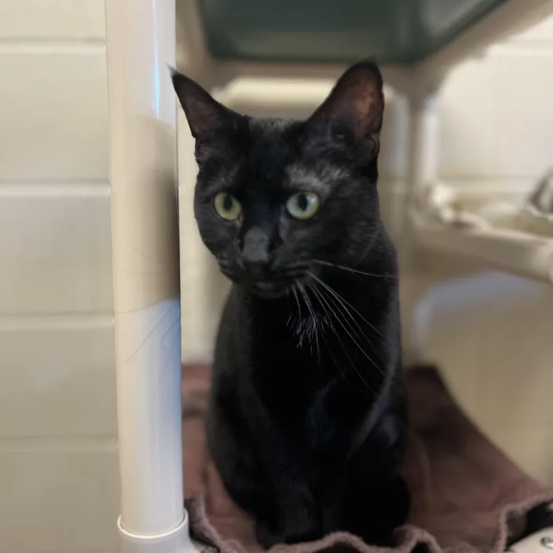 An adult medium-sized female Black Domestic Short Hair cat named Chippy Dippy for adoption in Bristol, IN