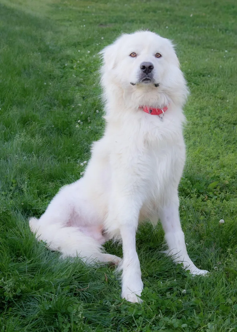 An adult large-sized male White / Cream Great Pyrenees dog named Benson for adoption in Nashville, TN