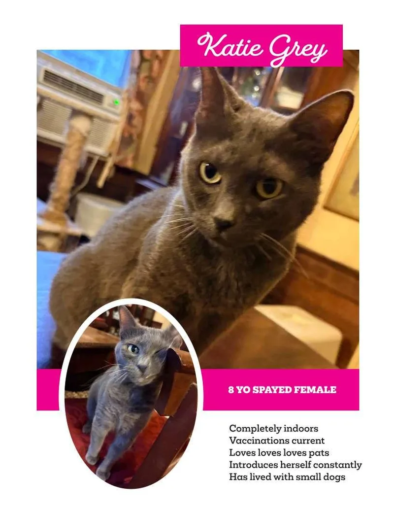An adult medium-sized female Gray / Blue / Silver Domestic Short Hair cat named KatieNEEDS A HOME for adoption in Franklin, TN
