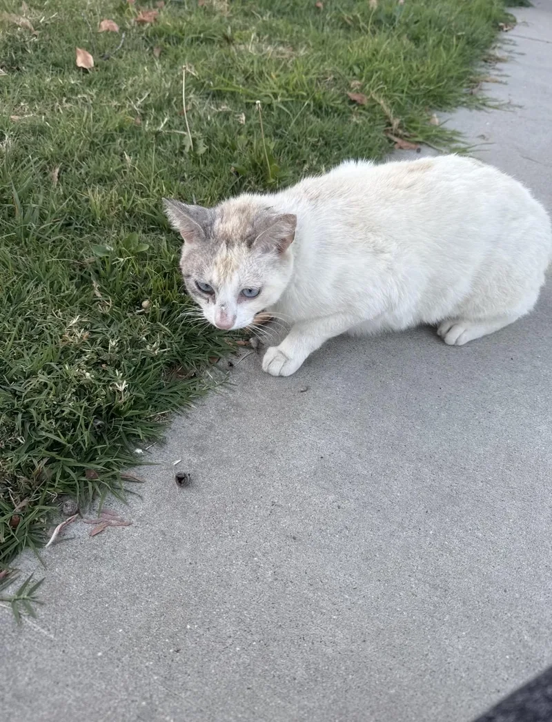 A young medium-sized female Siamese cat named Mocha for adoption in Long Beach, CA