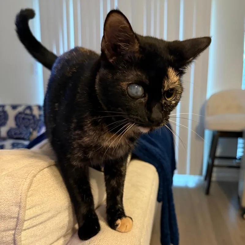 Willow