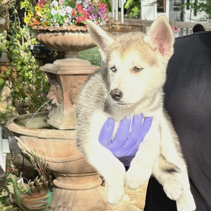 A baby medium-sized male Gray / Blue / Silver Siberian Husky dog named Goose for adoption in Williston, VT
