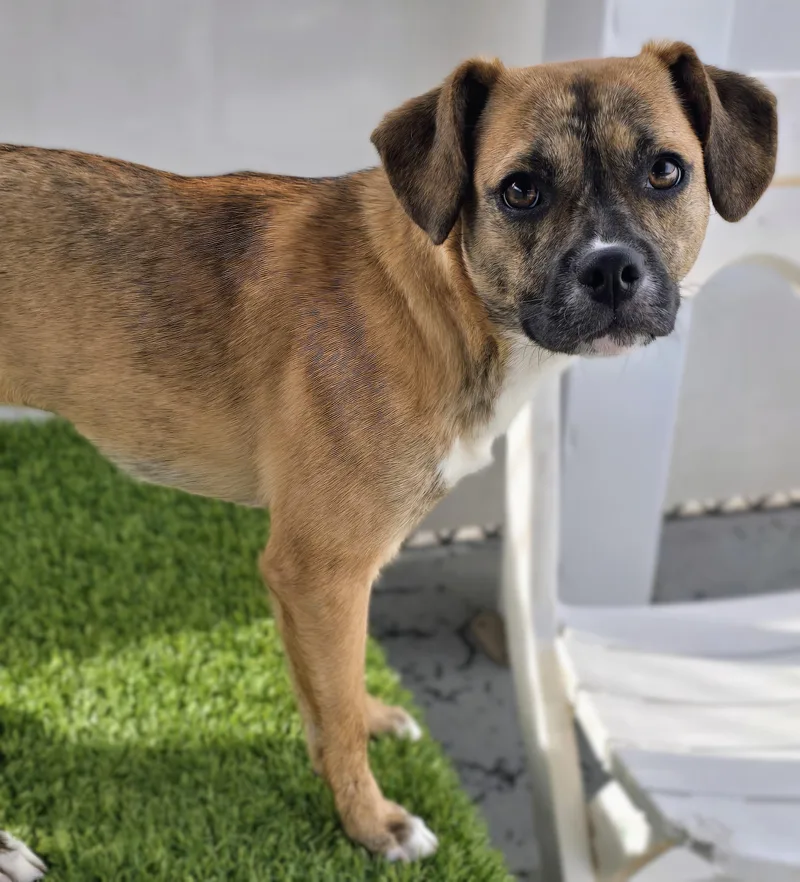An adult small-sized female Brindle Mixed Breed dog named Kali for adoption in Amityville, NY