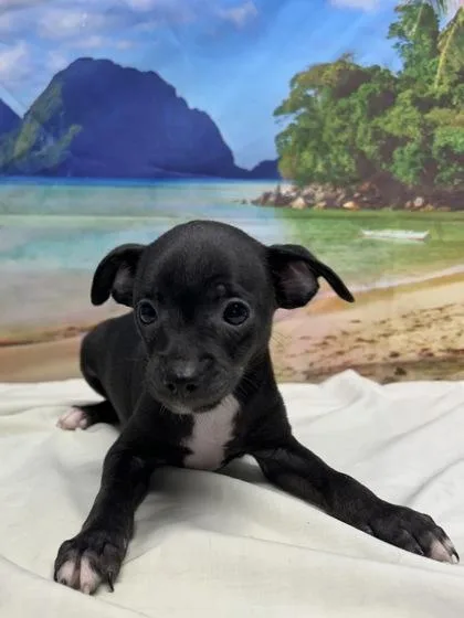 A young small-sized male Chihuahua dog named Zebra Cake for adoption in San Antonio, TX