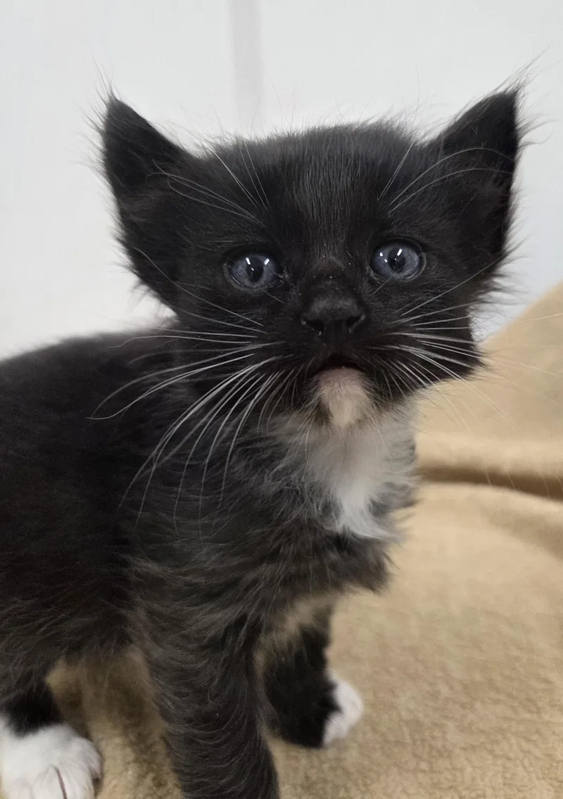 A baby small-sized male Domestic Short Hair cat named Cocoa for adoption in Chico, CA