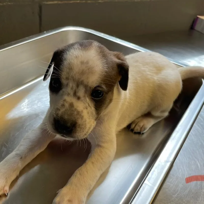 A baby small-sized male White / Cream Pit Bull Terrier dog named Motley for adoption in Tuscaloosa, AL