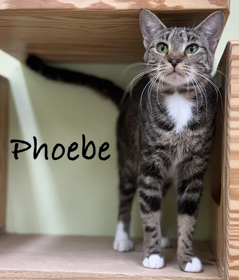 An adult medium-sized female Tabby (Brown / Chocolate) Domestic Short Hair cat named Phoebe for adoption in Pawleys Island, SC