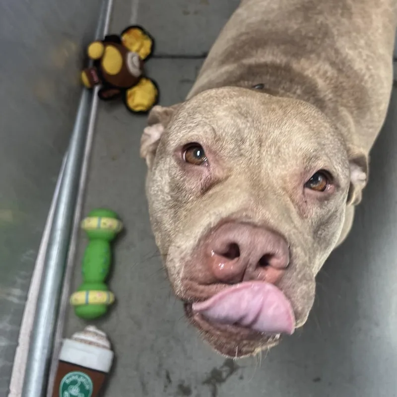An adult large-sized female Gray / Blue / Silver Staffordshire Bull Terrier dog named Rumi for adoption in Delaware, OH