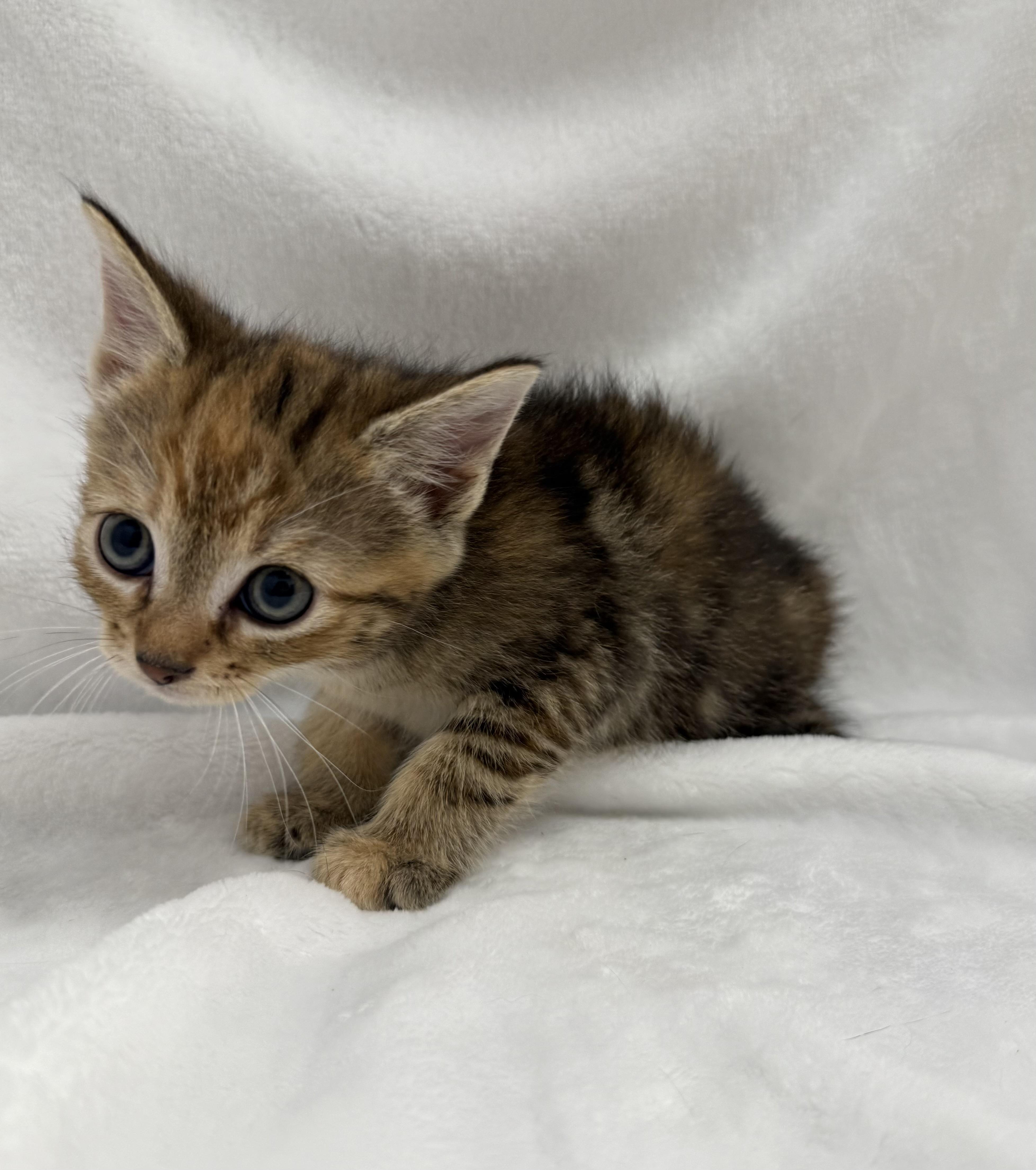A baby medium-sized female Tabby (Buff / Tan / Fawn) Tabby cat named Mousse for adoption in Greensboro, NC