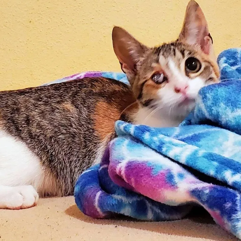 A baby small-sized female Orange / Red Domestic Short Hair cat named Isla for adoption in Santa Fe, TX