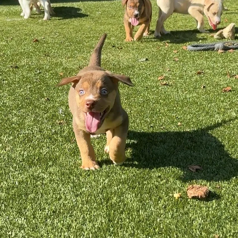 A baby medium-sized male Mixed Breed dog named Bear for adoption in Charlotte, NC