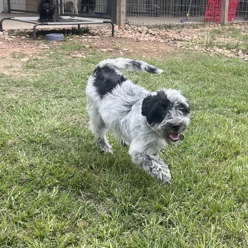 A young small-sized female Black Schnauzer dog named Cookie Possum for adoption in Houston, TX
