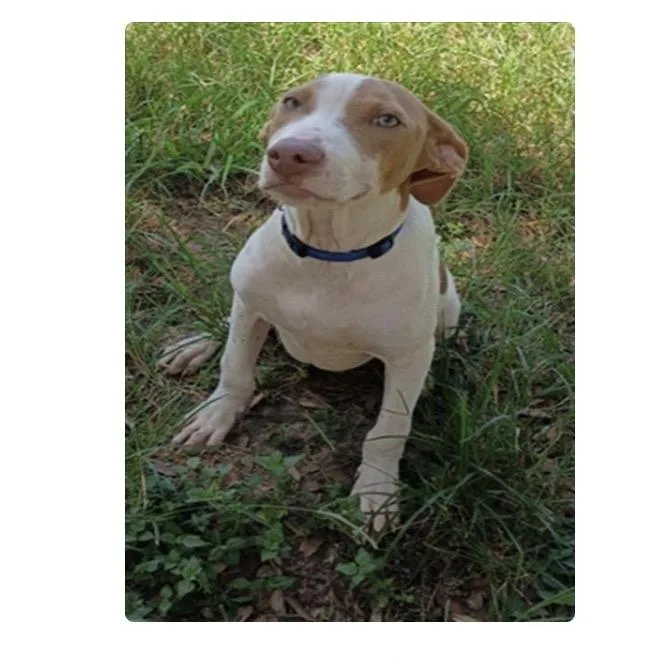 A young medium-sized male Yellow / Tan / Blond / Fawn Pit Bull Terrier dog named Waffles for adoption in Anahuac, TX