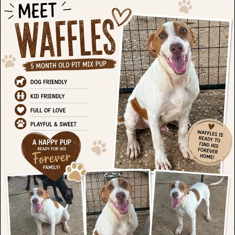 Waffles thumbnail 2