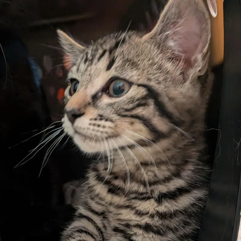 A baby small-sized male Brown / Chocolate Domestic Short Hair cat named Cobain for adoption in Fairport, NY