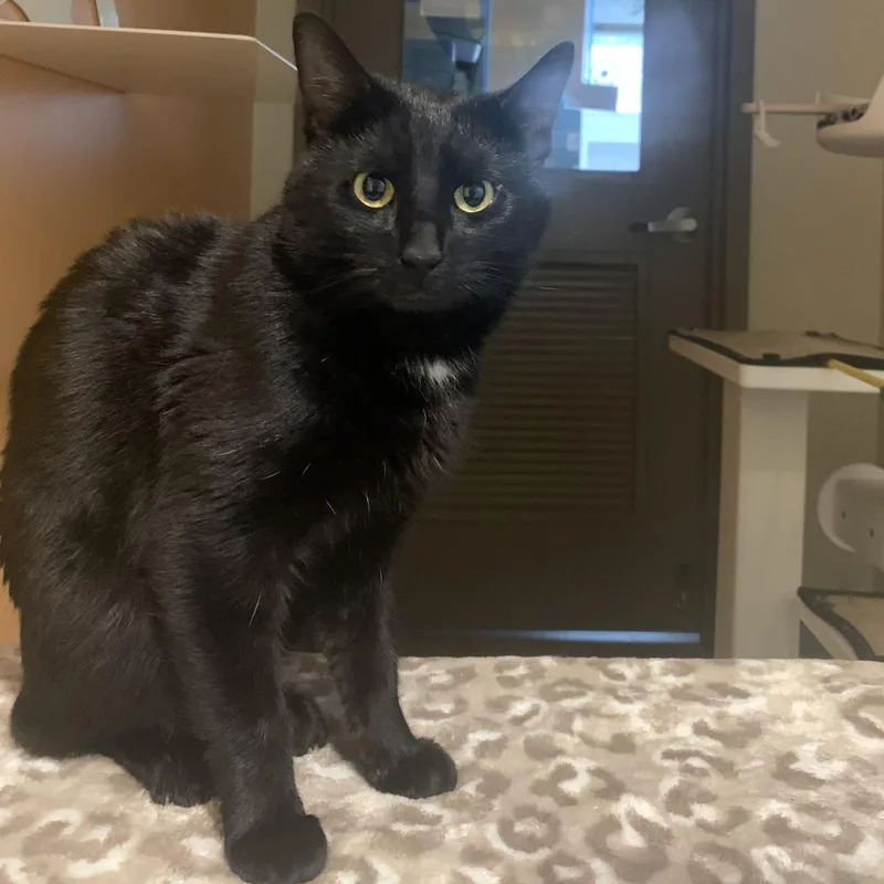 An adult small-sized male Black Domestic Short Hair cat named Noir for adoption in Baltimore, MD