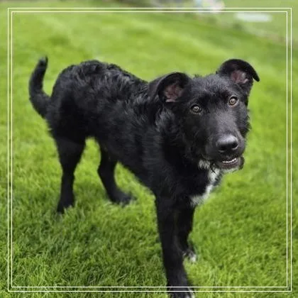 A young medium-sized male Airedale Terrier dog named Alex for adoption in Woodstock, IL