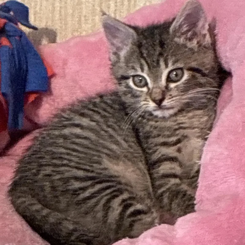 A baby small-sized female Domestic Short Hair cat named Sunbeam for adoption in Cumming, GA