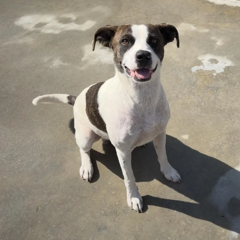 An adult medium-sized male White / Cream Mixed Breed dog named Andy for adoption in Wheeling, IL