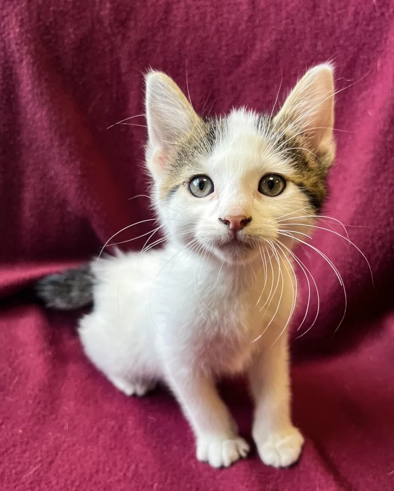 A baby medium-sized male Domestic Short Hair cat named Pippin for adoption in St. Ignace, MI