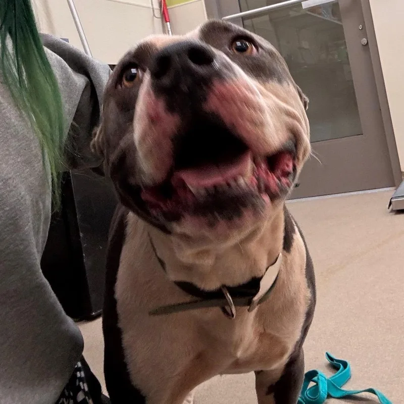 An adult medium-sized male Black Pit Bull Terrier dog named Gucci for adoption in Lynchburg, VA