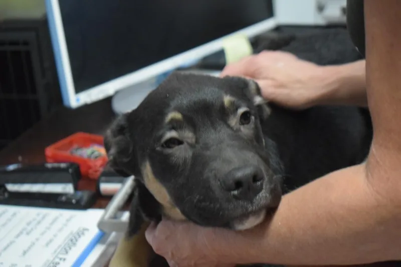 A baby medium-sized male German Shepherd Dog dog named Atlas for adoption in Pahrump, NV