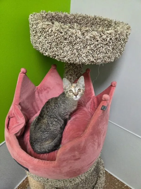 A young medium-sized female Tabby (Brown / Chocolate) Domestic Short Hair cat named Louella for adoption in Jackson, TN