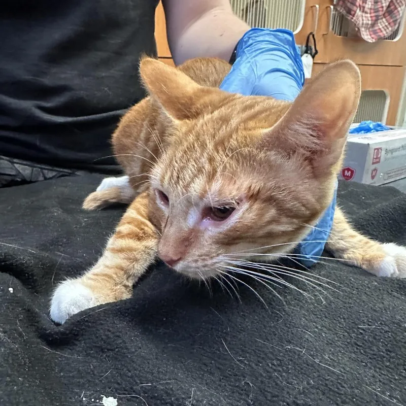 A young medium-sized male Orange / Red Domestic Short Hair cat named Garfield for adoption in Murray, UT