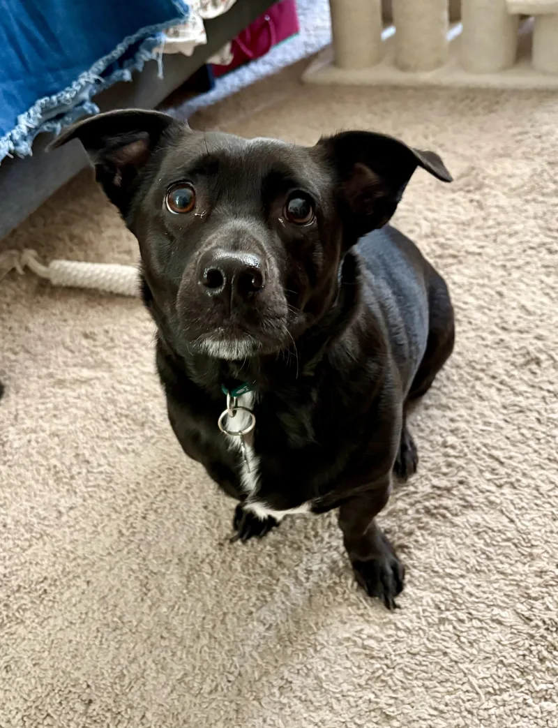 An adult medium-sized male Dachshund dog named Luke for adoption in Garland, TX