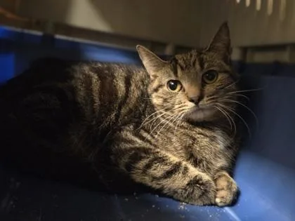 An adult medium-sized female Domestic Short Hair cat named Tourmaline for adoption in Westland, MI