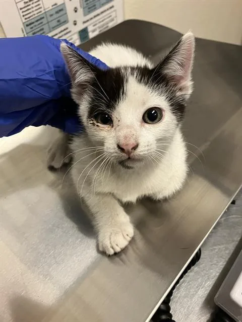 A baby small-sized male Domestic Short Hair cat named Yogi for adoption in Long Beach, CA