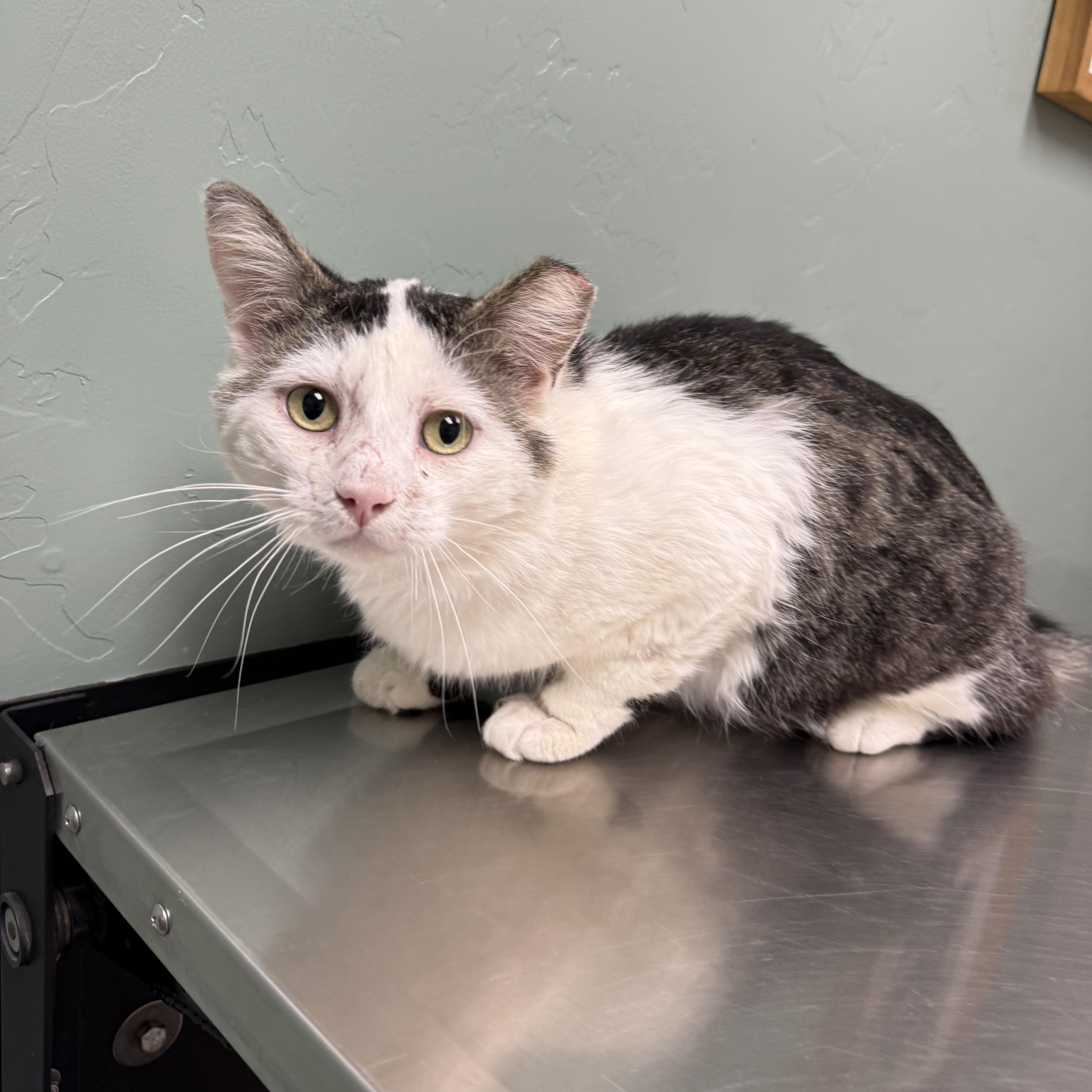 An adult medium-sized male Tabby (Gray / Blue / Silver) Domestic Medium Hair cat named Doug Funny for adoption in Marana, AZ