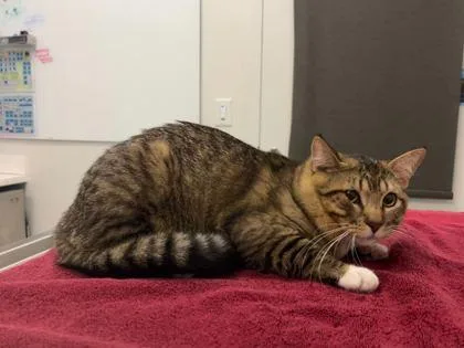 An adult large-sized male Brown / Chocolate Domestic Long Hair cat named Tiger's Blood Snow Cone for adoption in Kansas City, MO