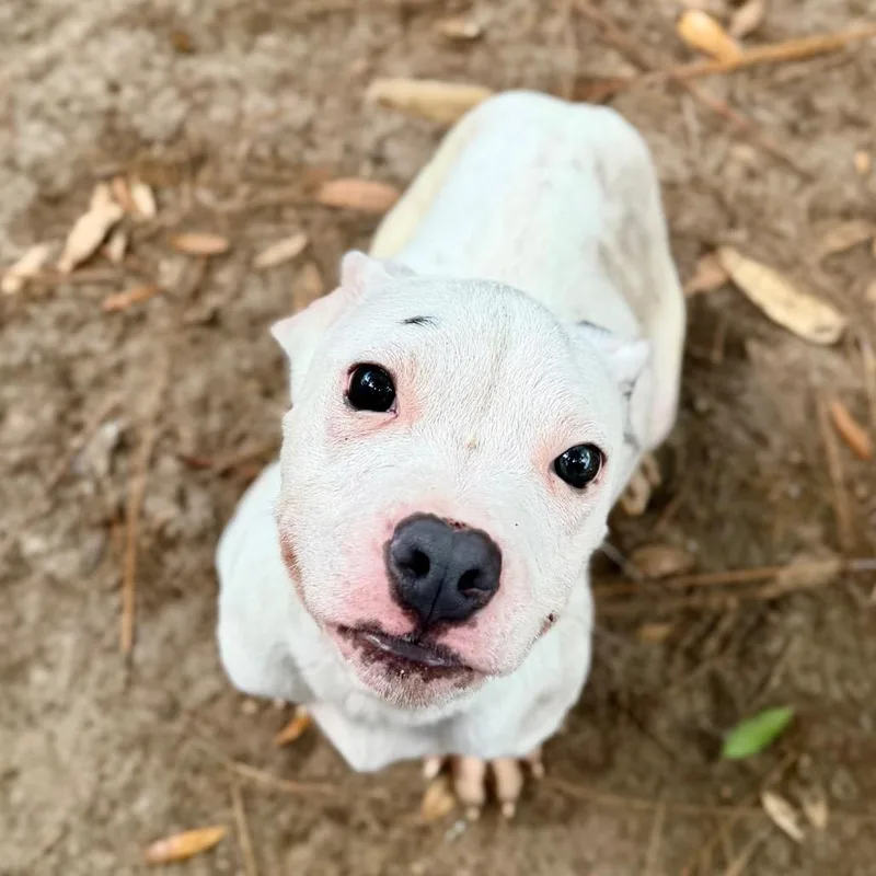 A young small-sized male White / Cream Mixed Breed dog named Cupid for adoption in Milton, FL
