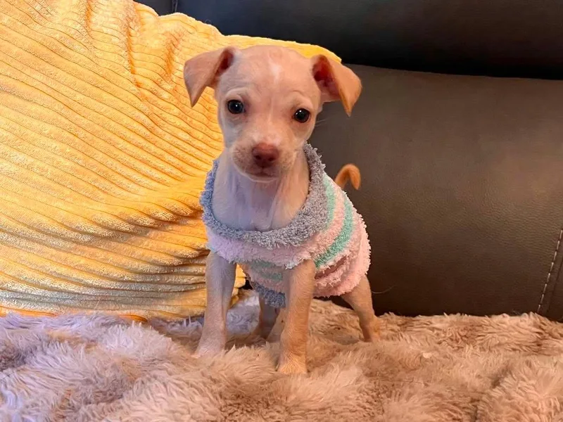A baby small-sized female Chihuahua dog named Triscuit for adoption in Roseville, CA