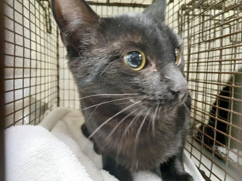 A young small-sized female Domestic Short Hair cat named Benita for adoption in Los Angeles, CA