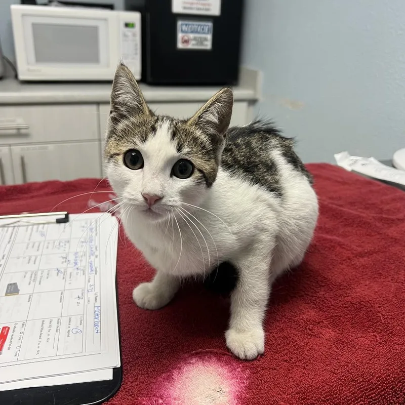 A baby small-sized male Brown / Chocolate Domestic Short Hair cat named Jet Ski for adoption in Riverside, CA