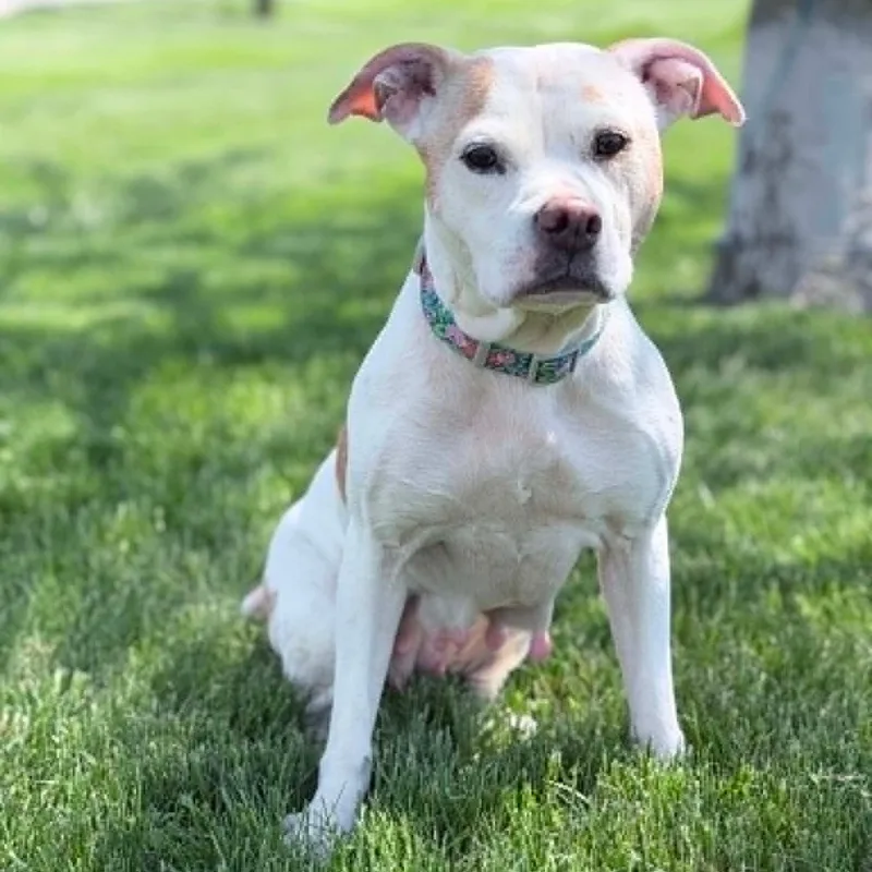 An adult medium-sized female White / Cream Pit Bull Terrier dog named Norah for adoption in Wapakoneta, OH
