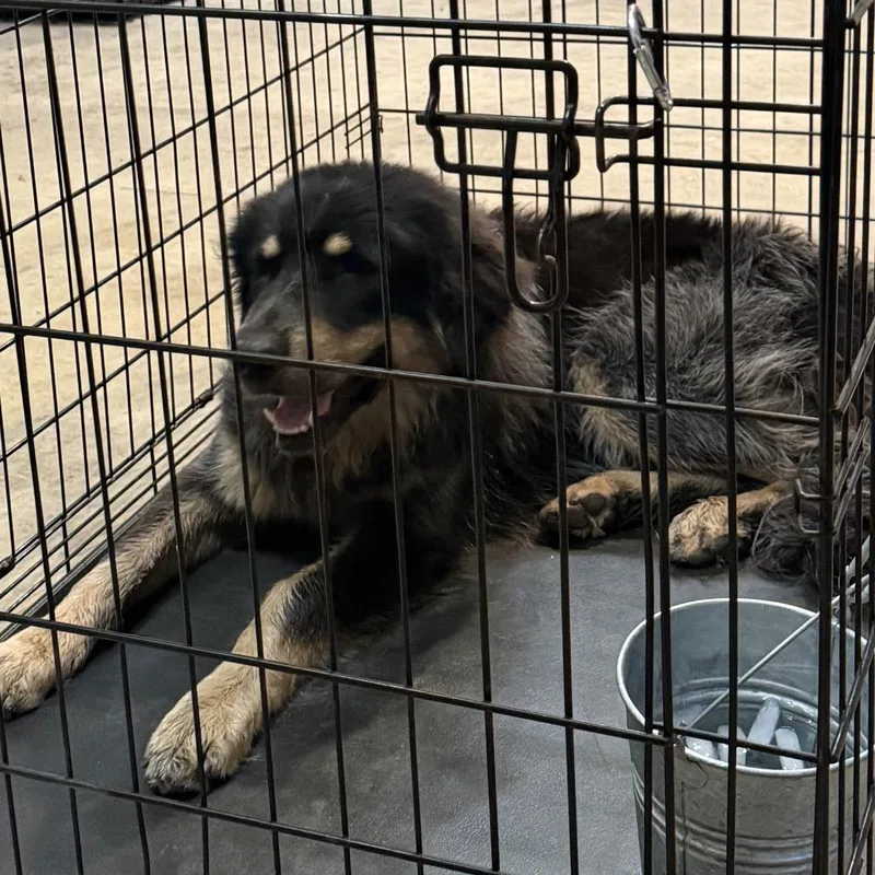 An adult large-sized male Black Great Pyrenees dog named Moose for adoption in San Antonio, TX