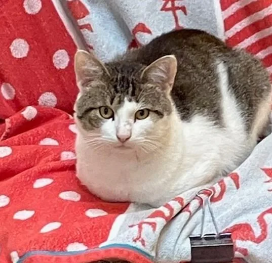 An adult large-sized male Domestic Short Hair cat named Shane for adoption in Springfield, MA