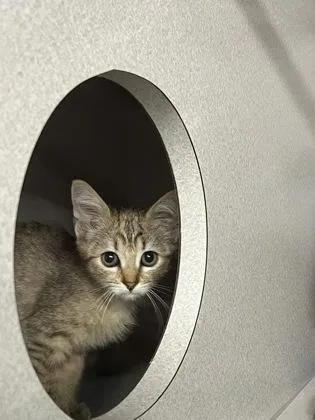 A baby small-sized female Domestic Short Hair cat named Belly Flop for adoption in Sacramento, CA