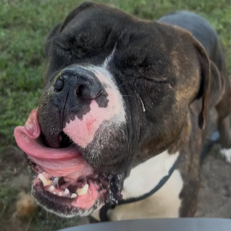 An adult large-sized male Brindle Mixed Breed dog named Pretzel for adoption in Vineland, NJ