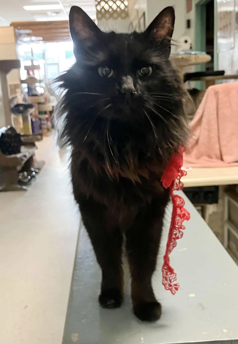 Fantasia thumbnail 2