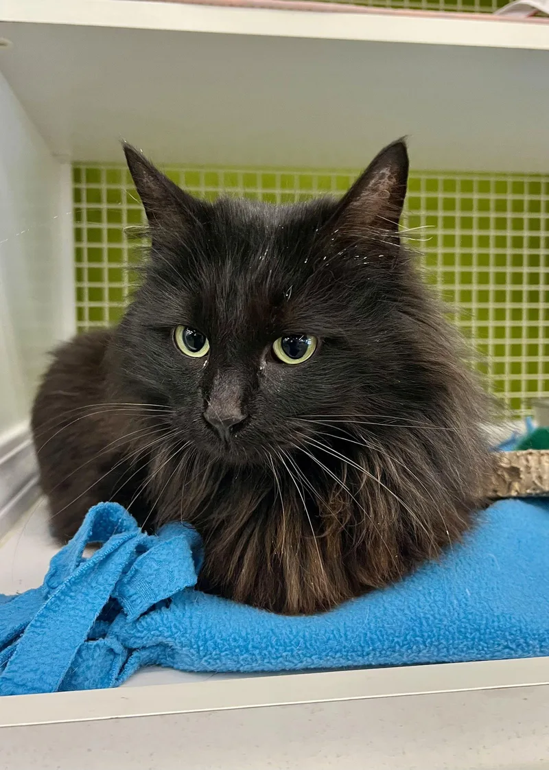 Fantasia thumbnail 3