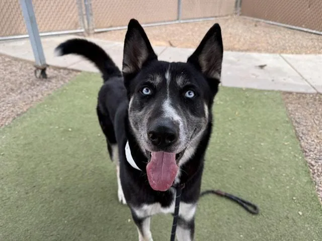 An adult large-sized male Alaskan Malamute dog named Johnny Bravo for adoption in Phoenix, AZ