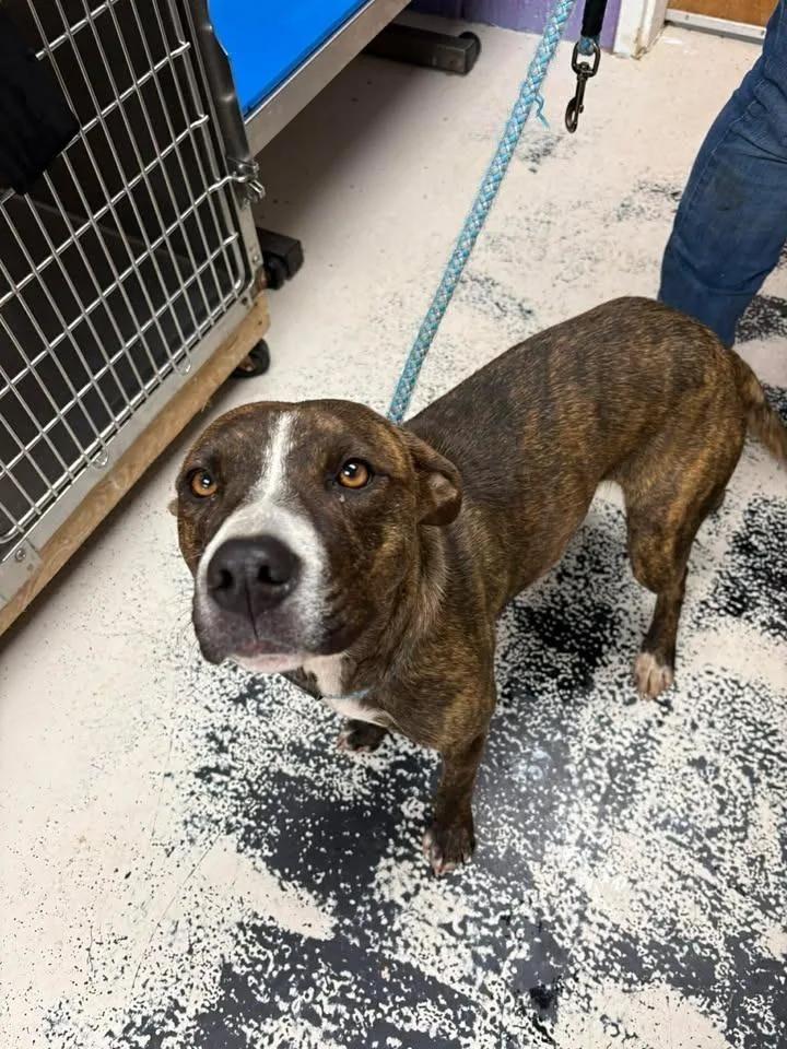 A young medium-sized female Mixed Breed dog named Marble for adoption in Lavonia, GA