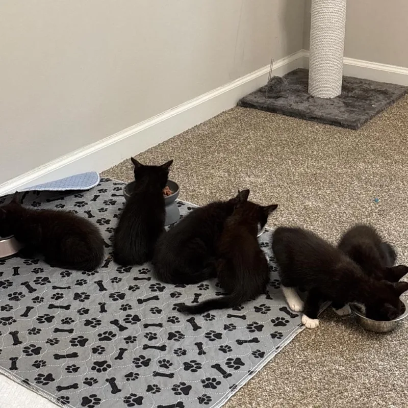 A baby small-sized male Black Domestic Short Hair cat named Papaya for adoption in Fayetteville, GA