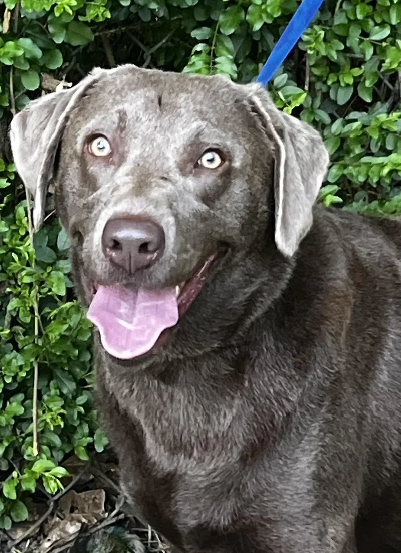 A young medium-sized female Chocolate Labrador Retriever dog named Lola for adoption in Killingworth, CT